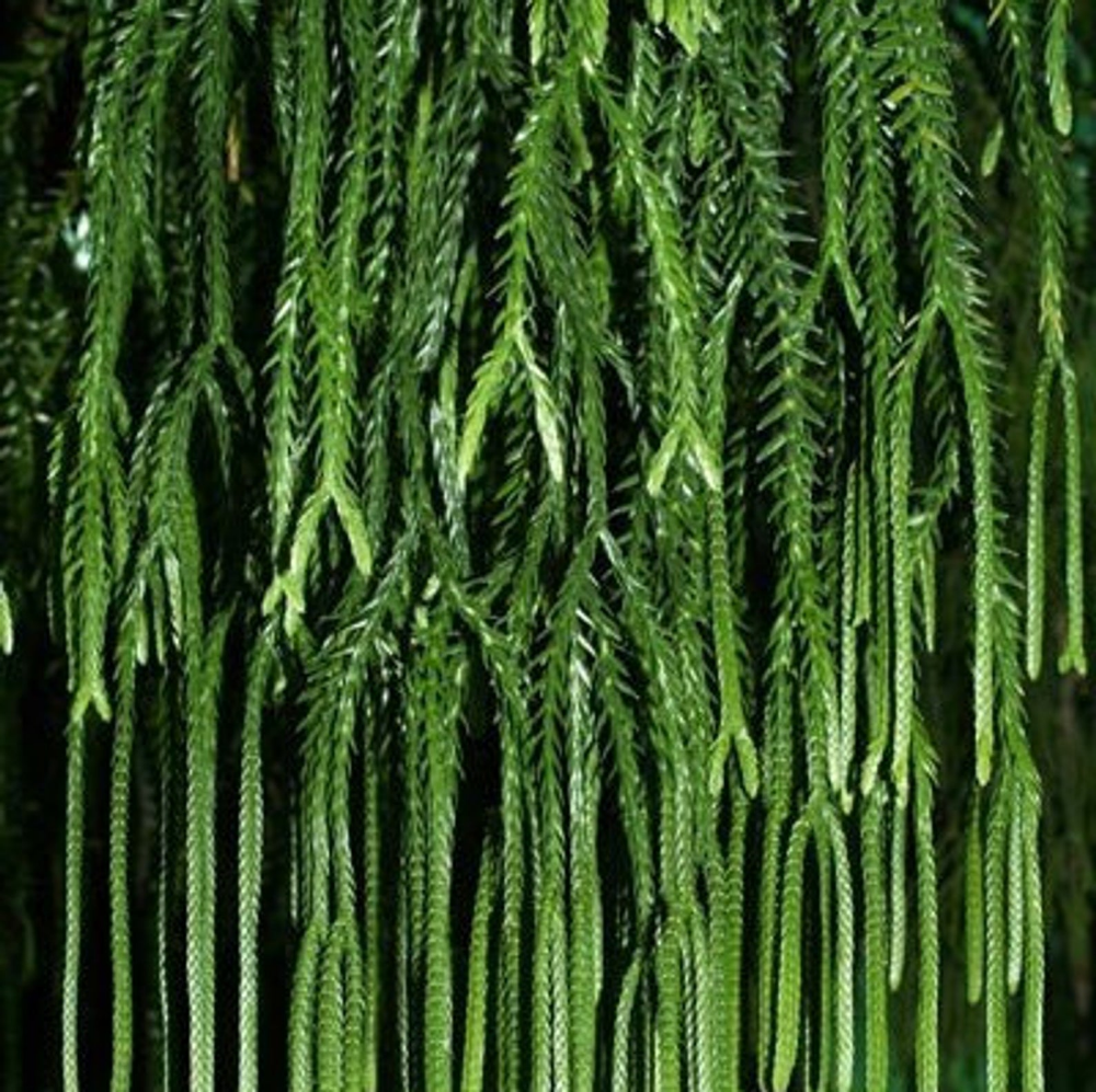 Huperzia phlegmaria